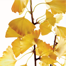 Load image into Gallery viewer, Ginkgo Branch 40&quot; Bundle of 2

