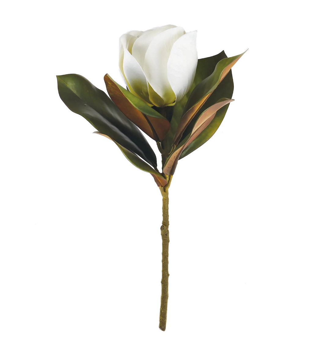 Magnolia Stem