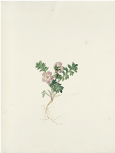 Load image into Gallery viewer, Texas Wildflowers Book
